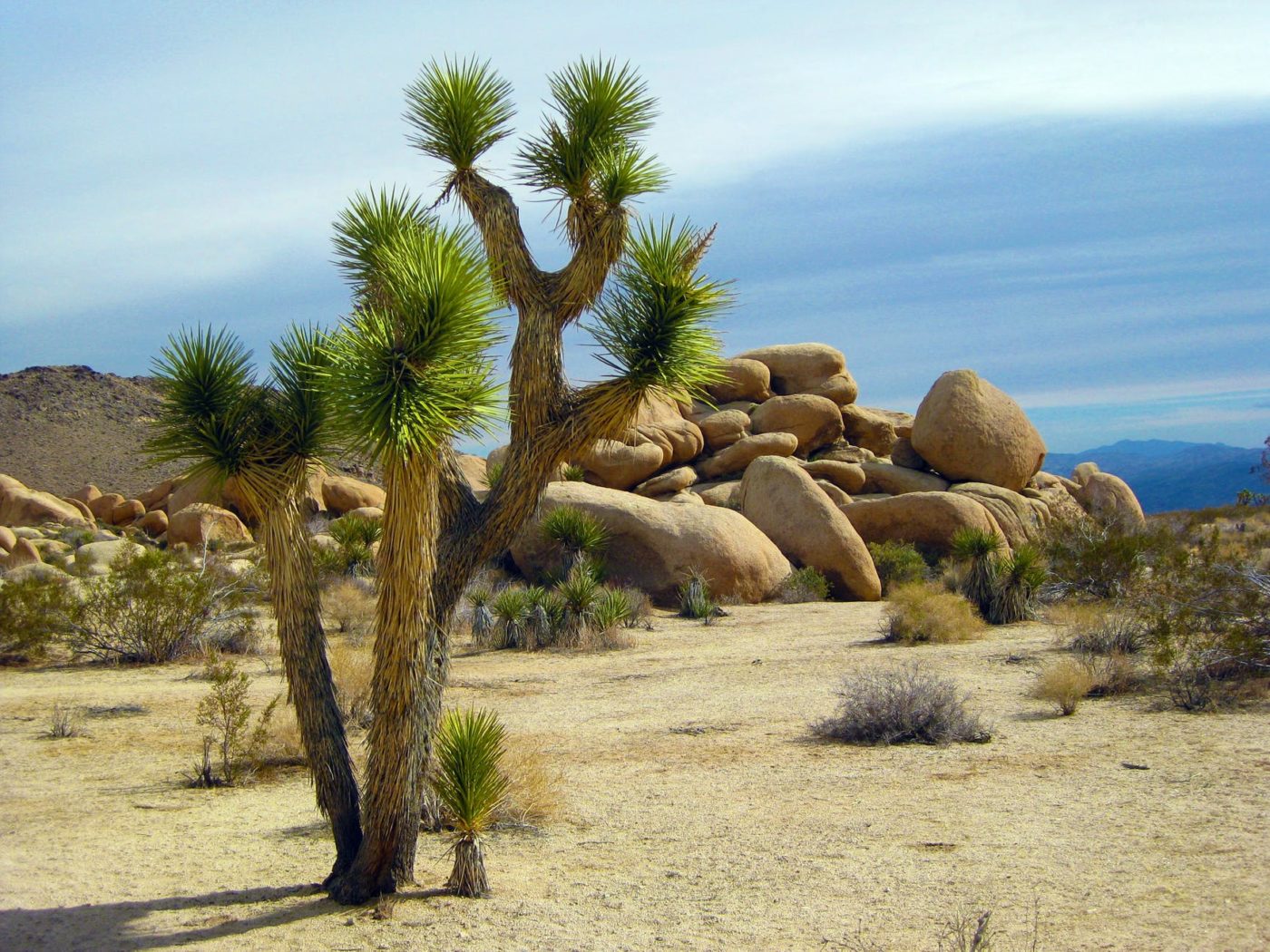 palm springs
