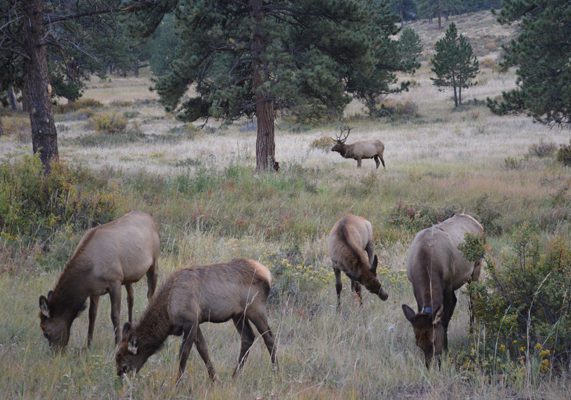 Rocky Mountain National Park