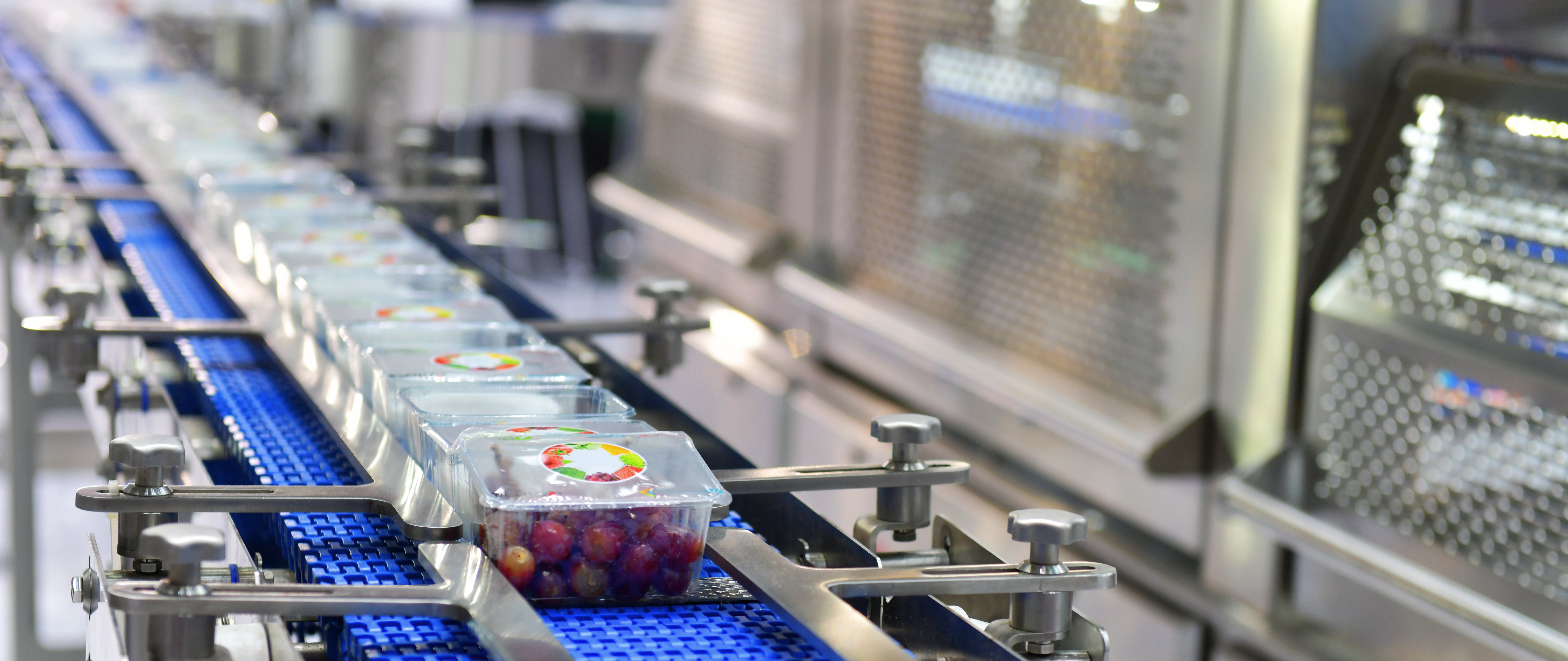 grapes being transported on food grade conveyor belt