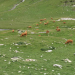 Cirque d'Estaubé cows